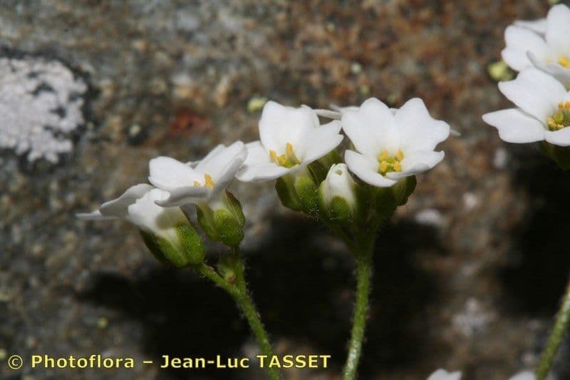 Draba 5