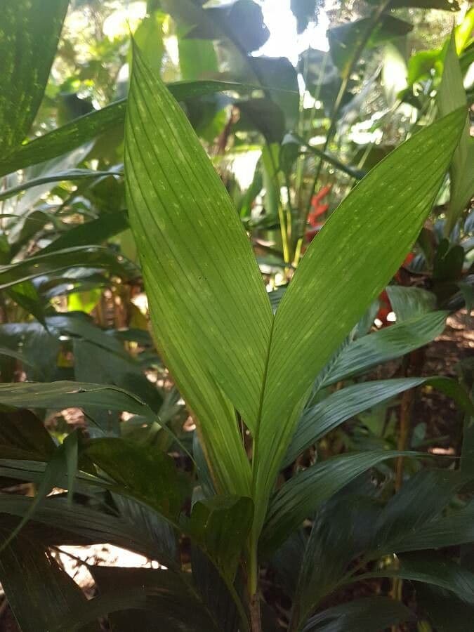 Geonoma 8