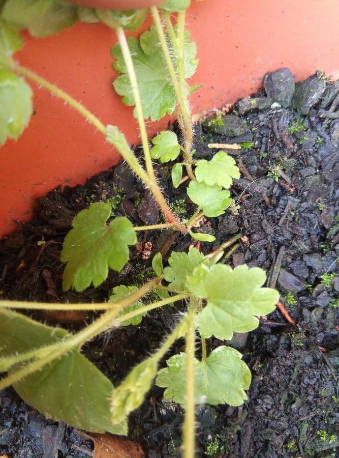 Tellima grandiflora 23