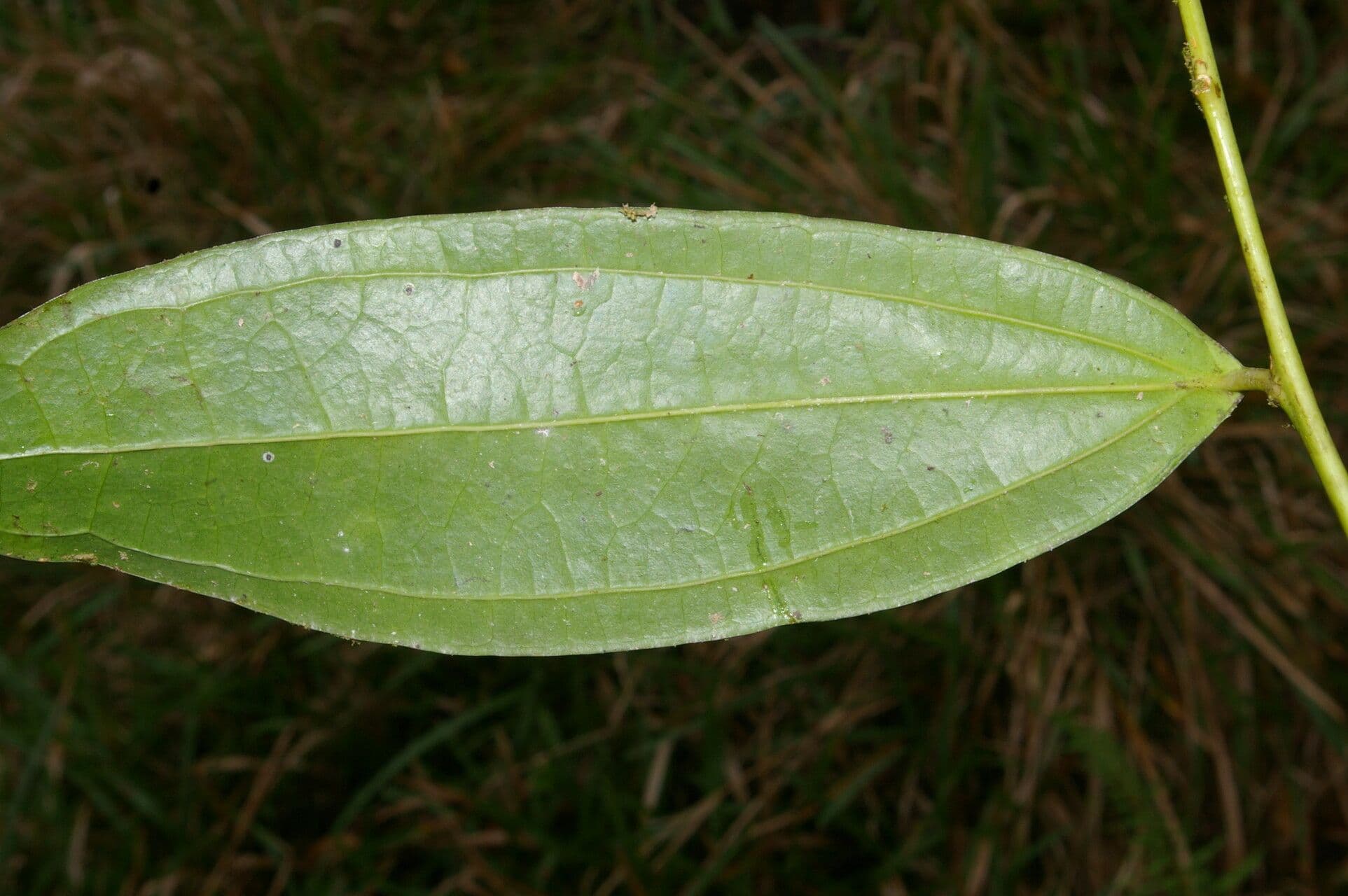 Psammisia ramiflora 9