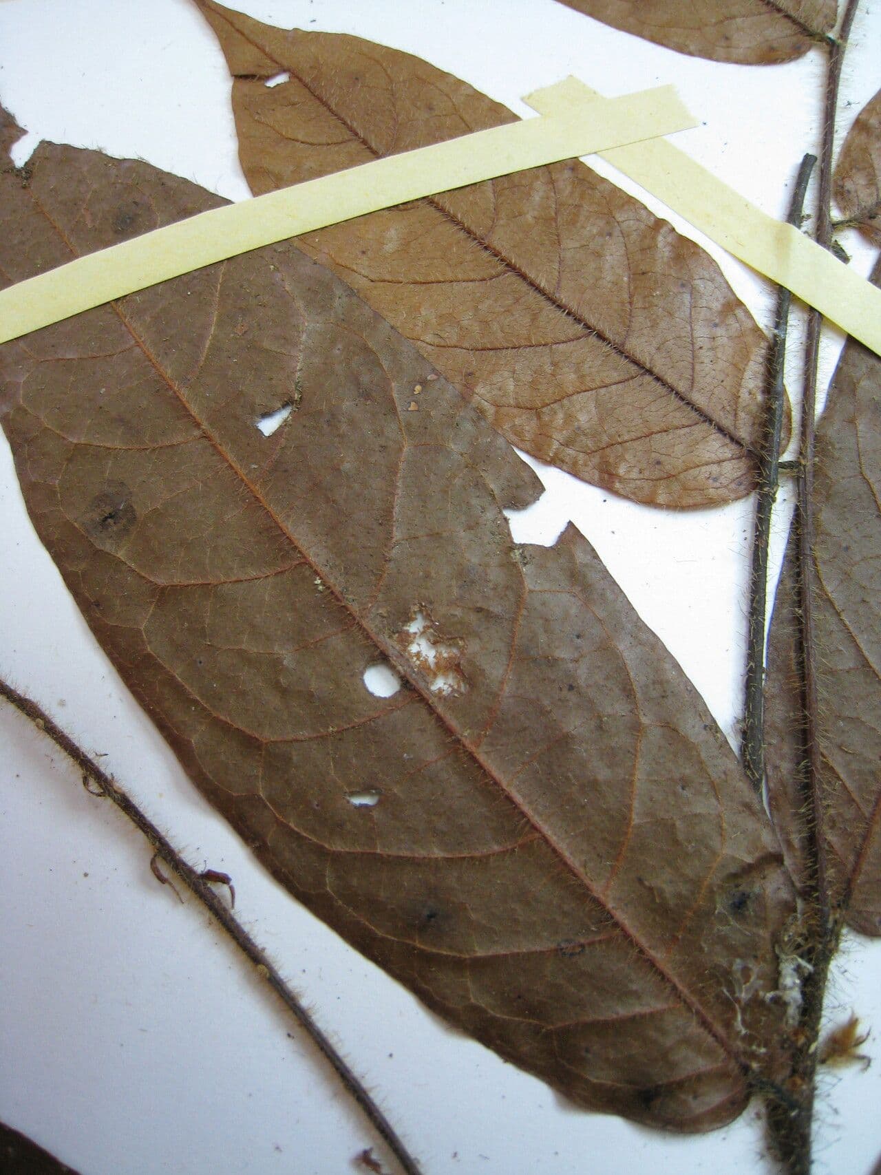 Hirtella 8