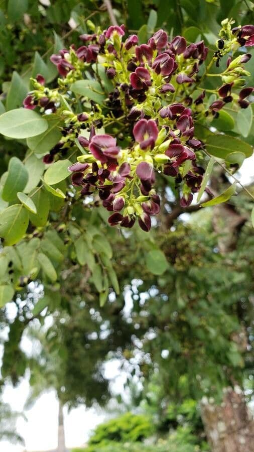 Dalbergia