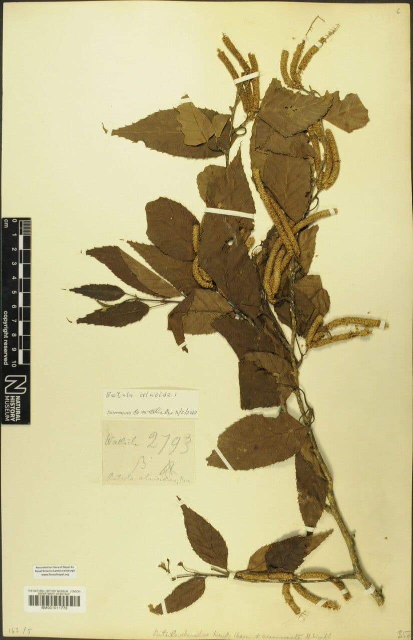 Erlen-Birke 8