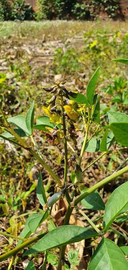 Crotalaria 8