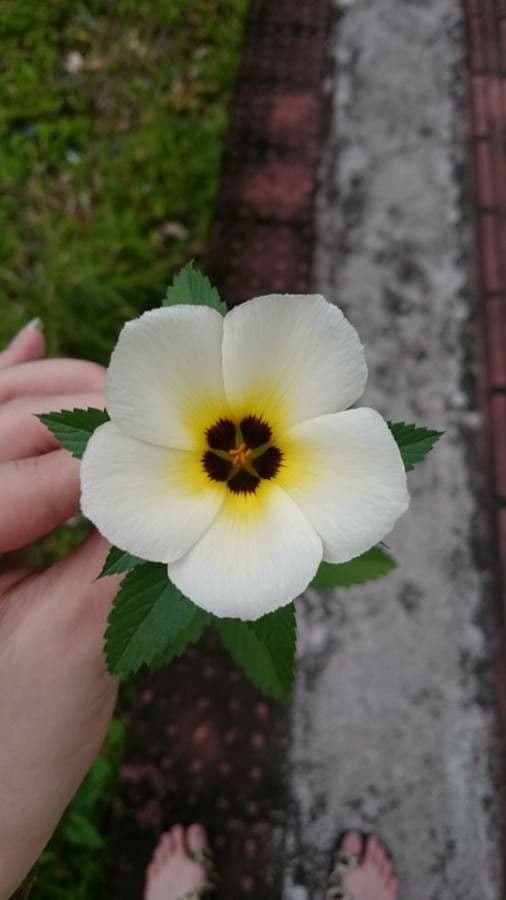 Turnera subulata 5