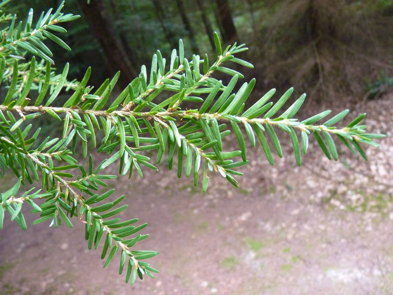 Tsuga occidentale 29