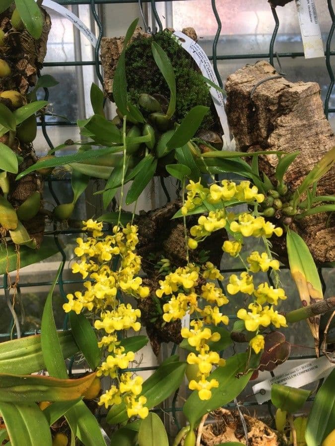 Oncidium 6