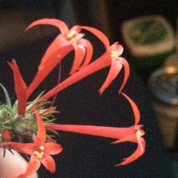 Ipomopsis 5