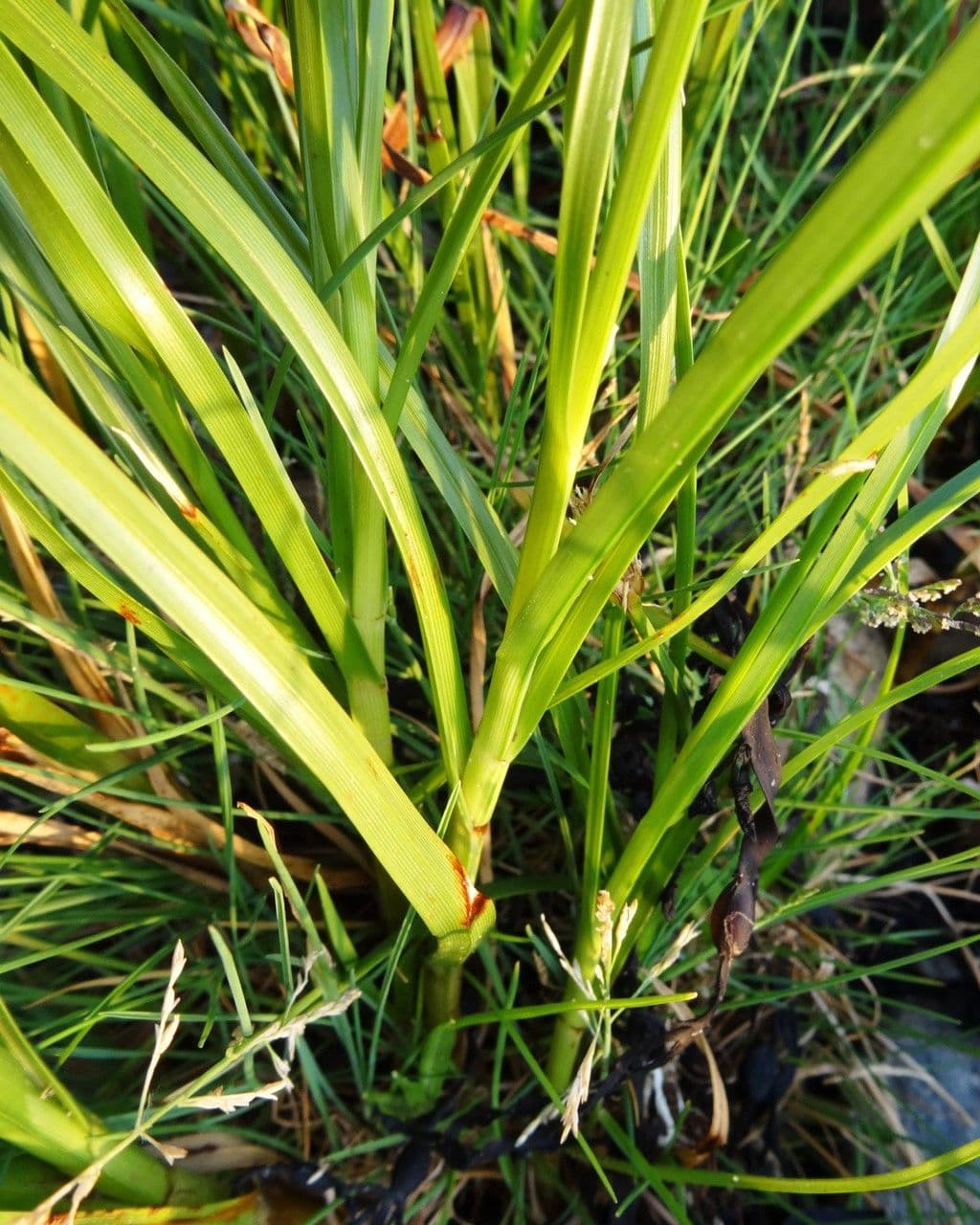 Ostřice subspathacea 4