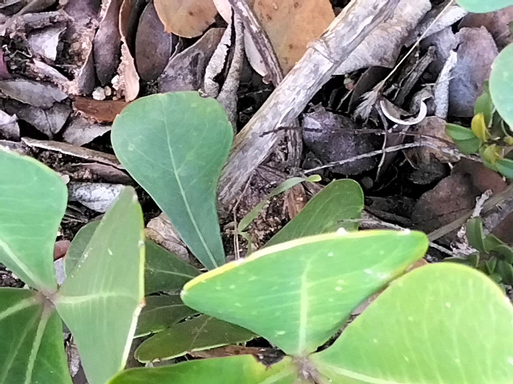 Cussonia 4