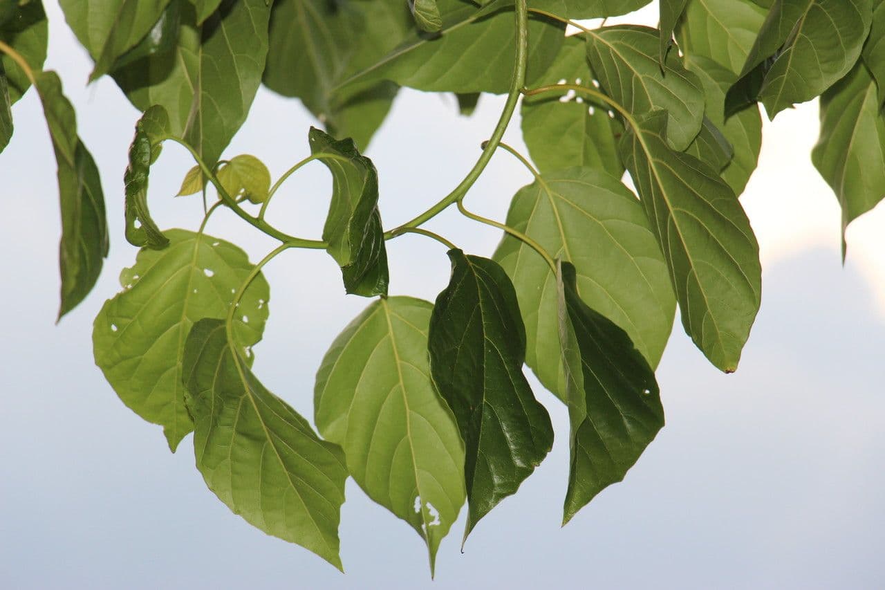 Cordia subcordata 18