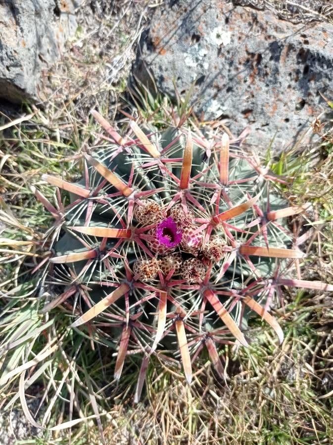Cactus a botte uncino 2