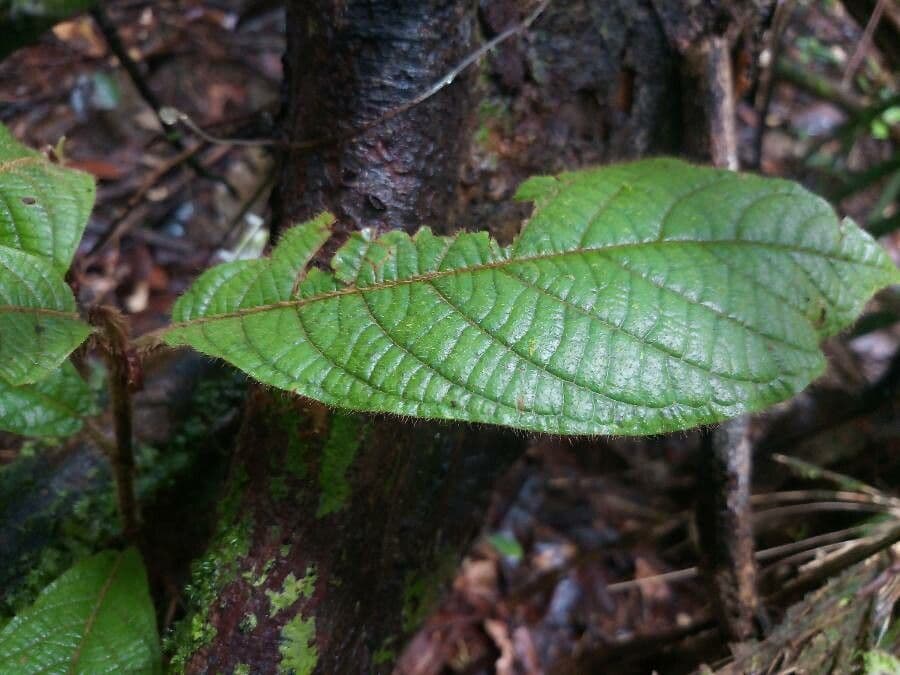 Coccoloba 2