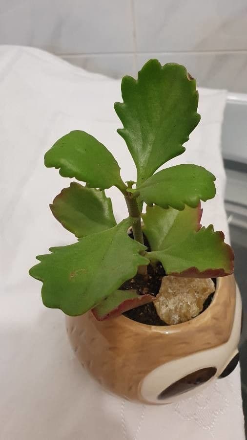 Kalanchoe esagonale 7