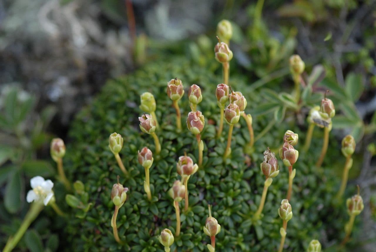 Diapensia lapponica 13