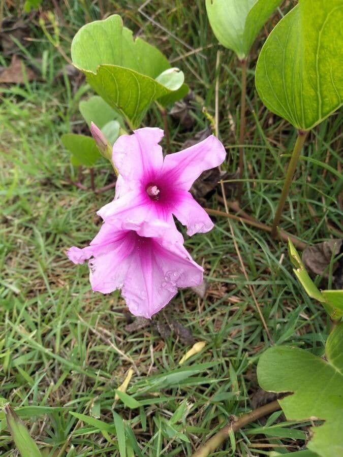 Ipomoea 6