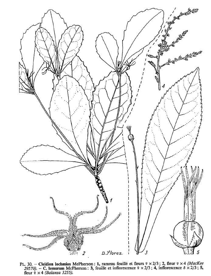 Cleidion