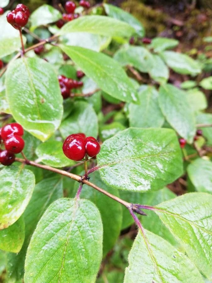 Rote Heckenkirsche 4