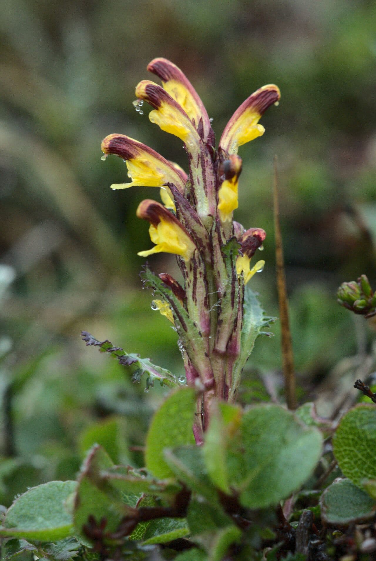 Pedicularis flammea 3