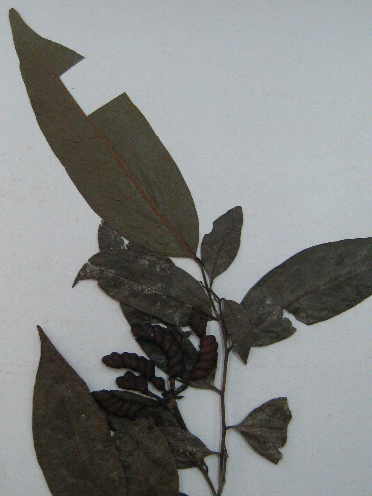 Surinam-Cardiopetalum 3