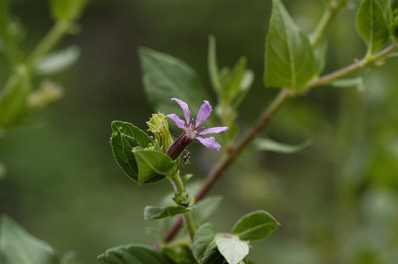 Cuphea strigulosa 5