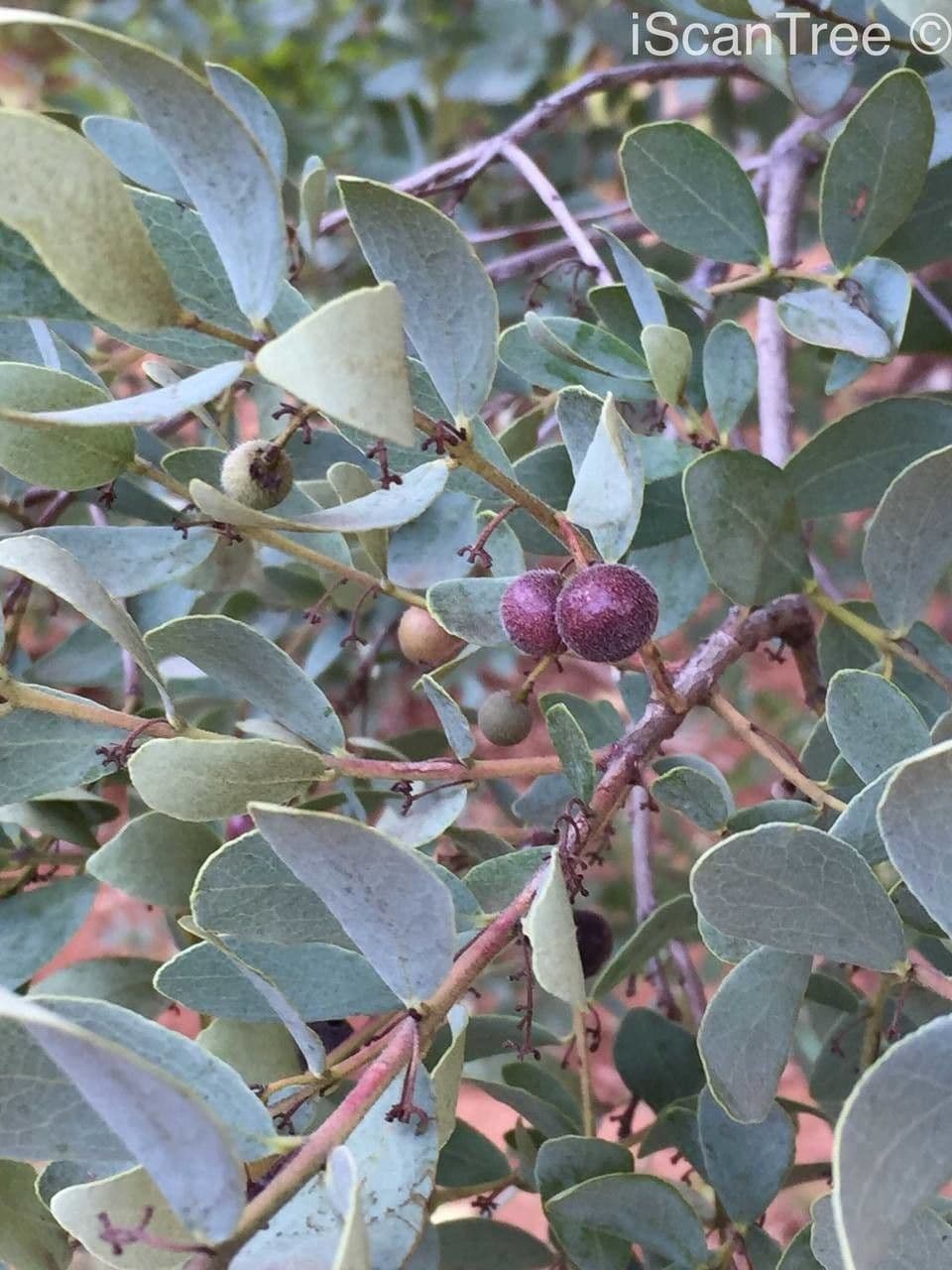 Euclea crépu