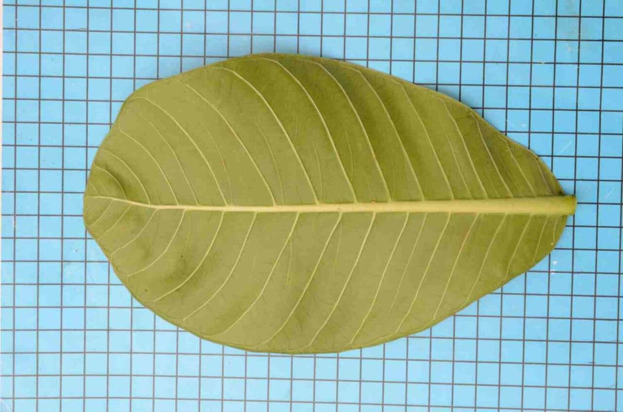 Himatanthus 6