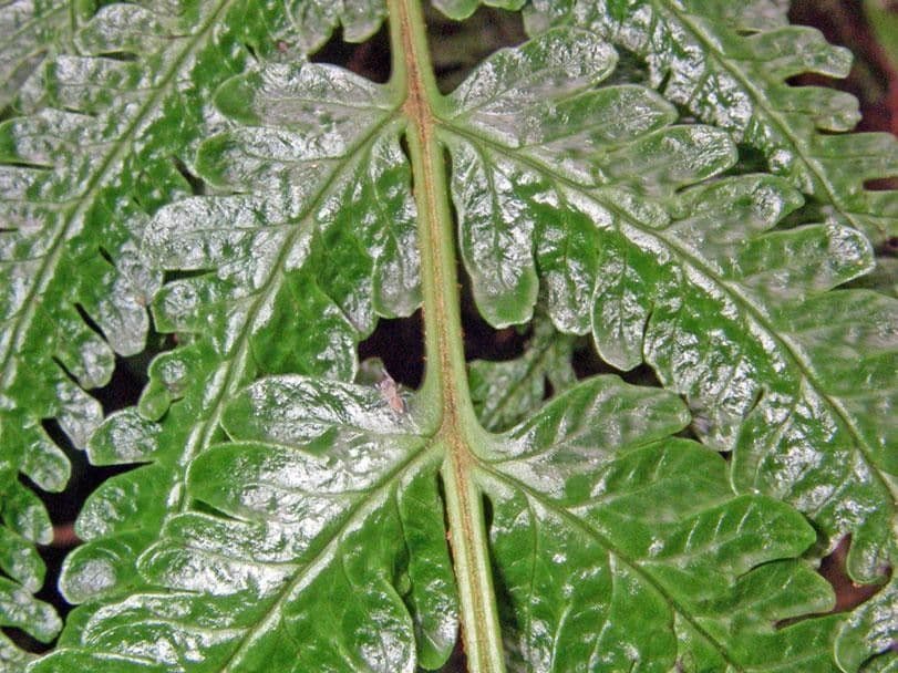 Stigmatopteris 4