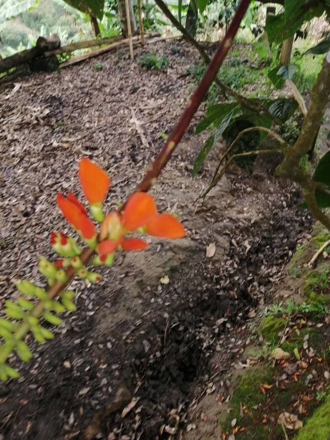 Erythrina 7