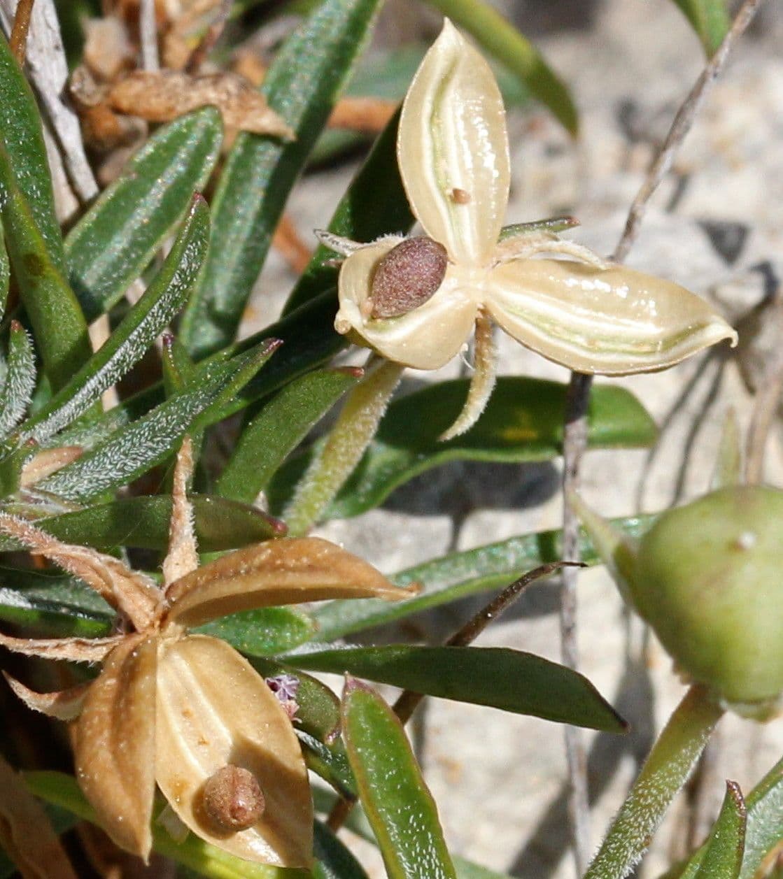 Violette arborescente 5