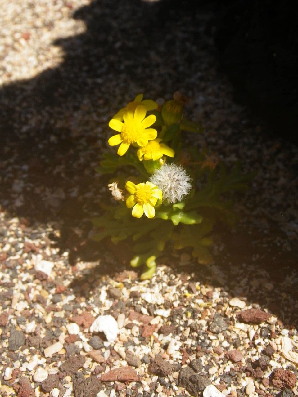 Senecione 3