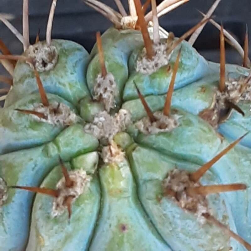 Browningia 7
