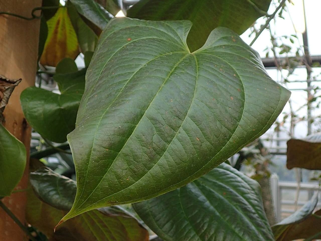 Dioscorea 16