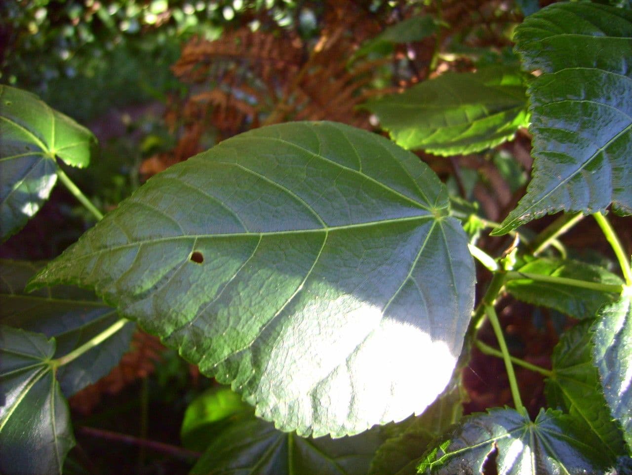 Dombeya 12