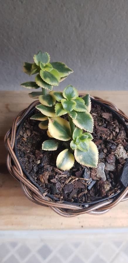 Crassula