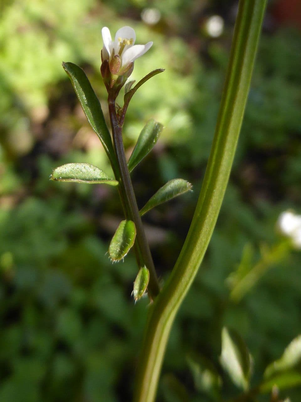 Billeri impatiens 22