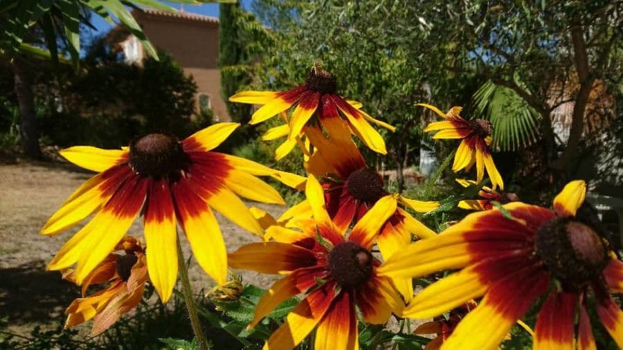 Rudbekia srstnatá 3