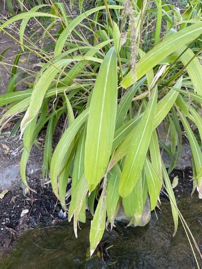 Setaria palmata 14