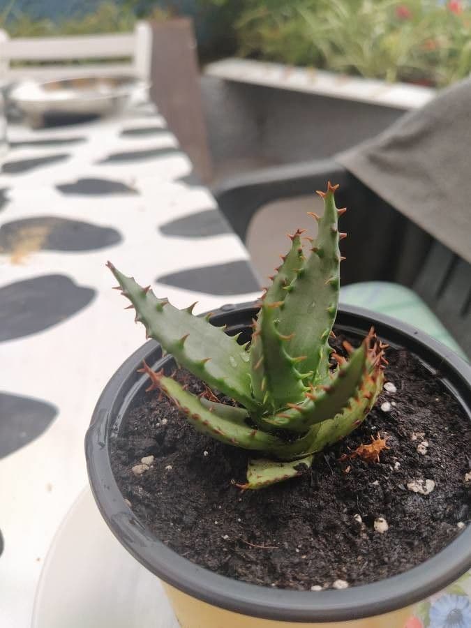 Aloe 6