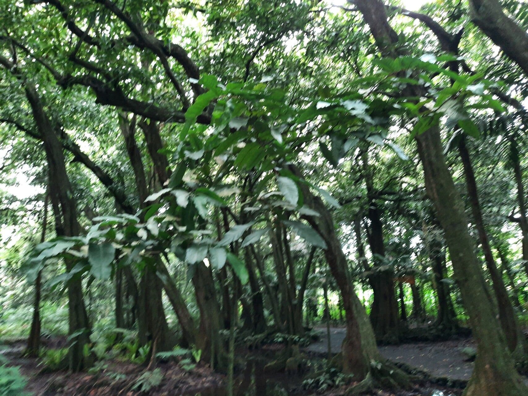 Inocarpus 4