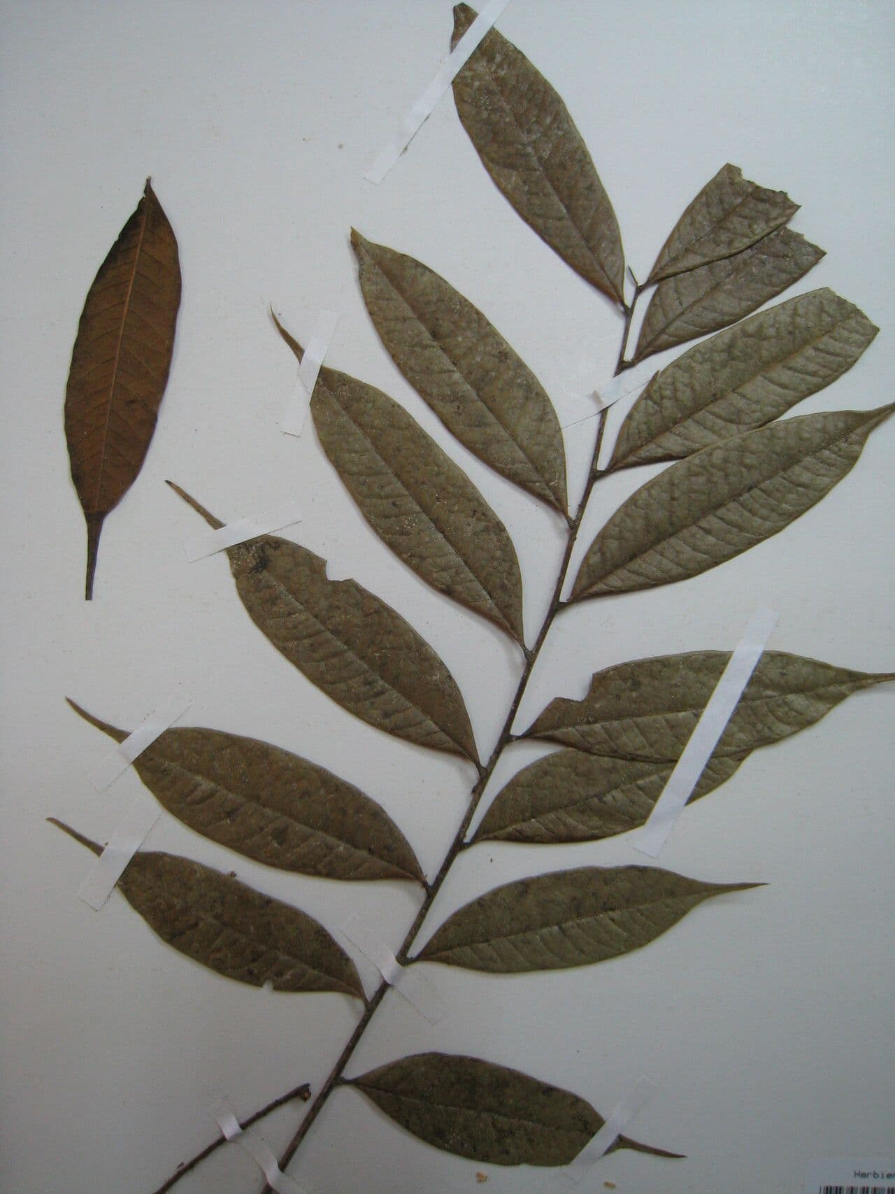 Talisia