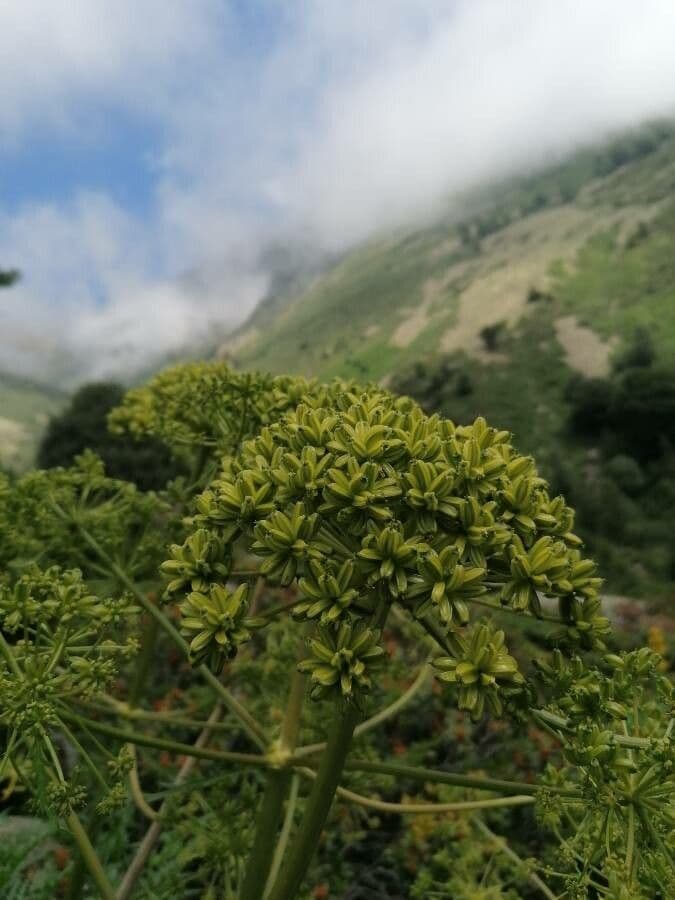 Molopospermum 4