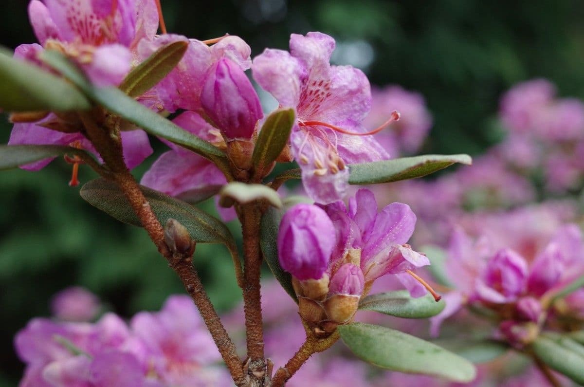 Rododendro 7