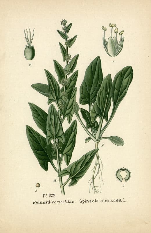 Spinaci 26