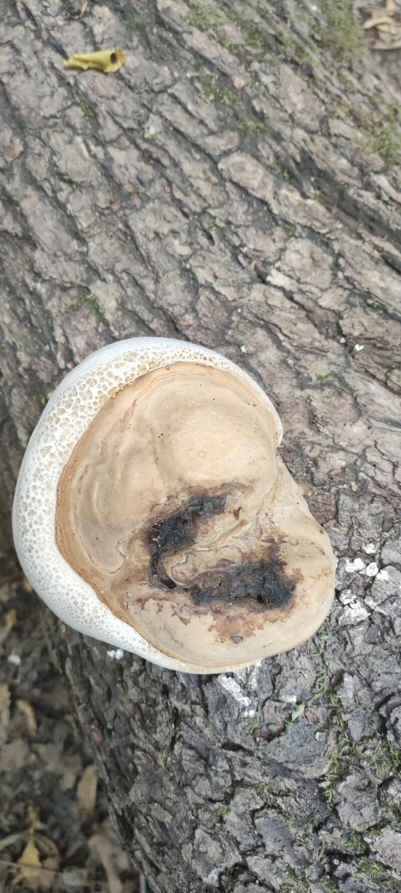 Jicama 23