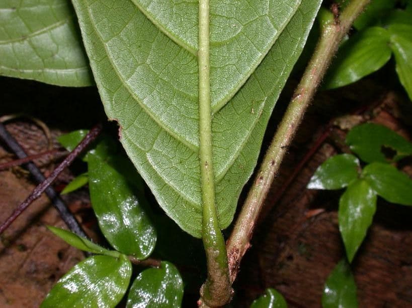 Dichapetalum 6