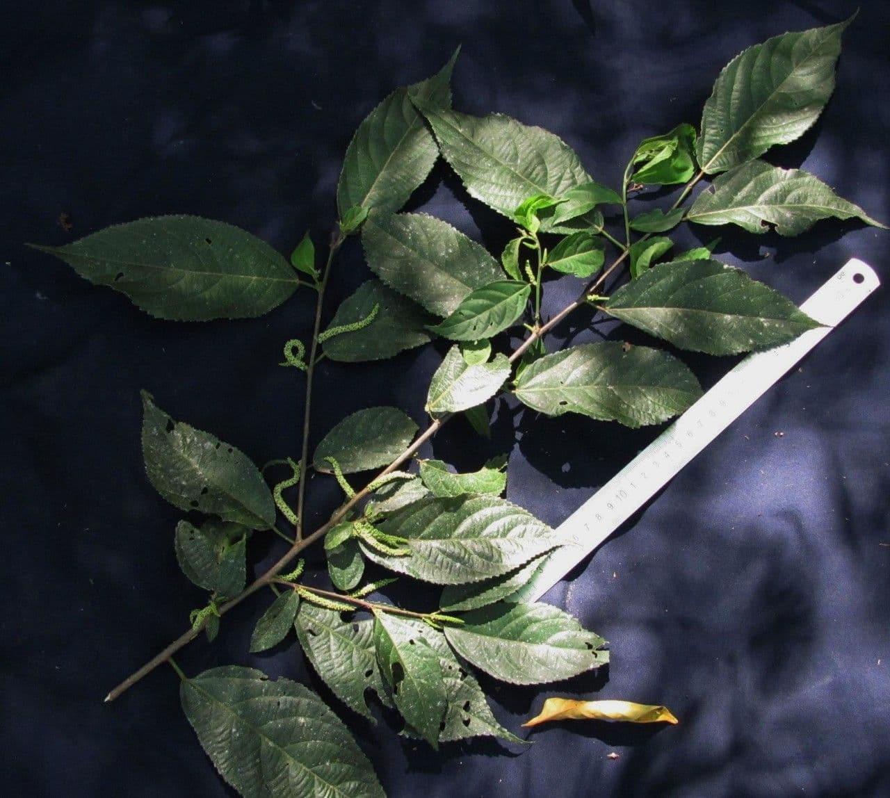 Acalypha diversifolia 8