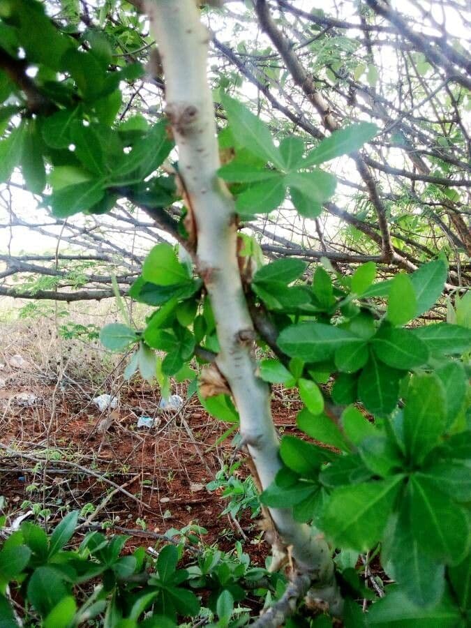 Commiphora 17