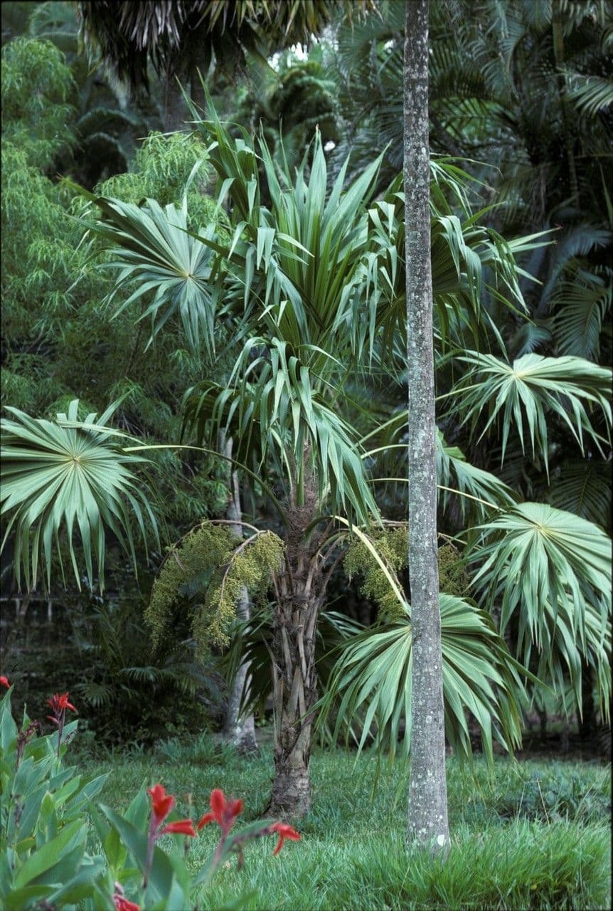 Thrinax 4