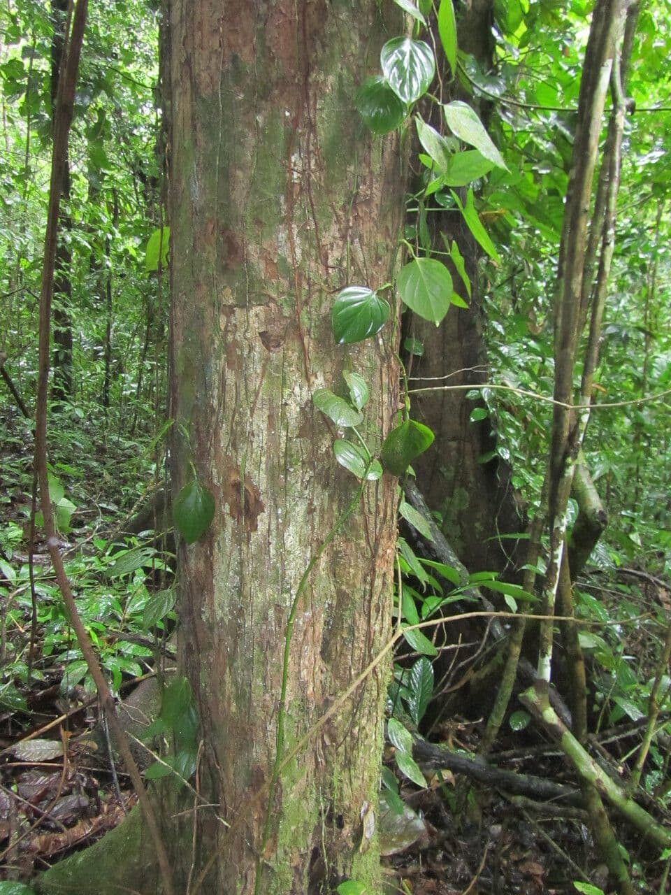 Minquartia guianensis 7